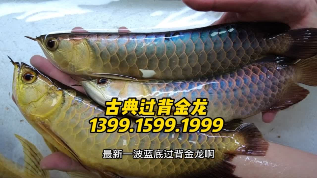 这波蓝底金龙过背金龙鱼，不要错过哦，底色一流，珠鳞饱满！