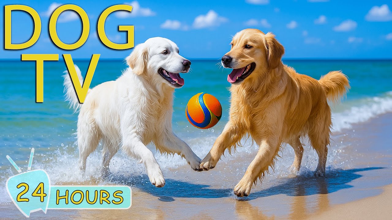 DOG TV: Best Video for Dogs to Watch to Prevent Boredom & Anti Anxiety When a Alone - Music for Dogs