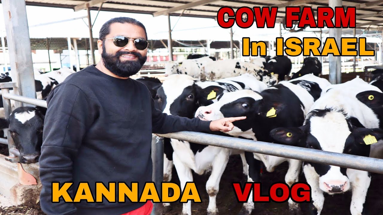 COW FARM IN ISRAEL.  KANNADA VLOG 《DINNUR BOYZ VLOG 》