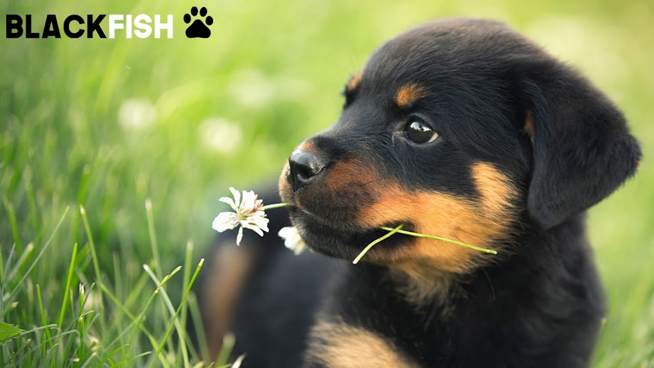 I dolcissimi cuccioli di ROTTWEILER