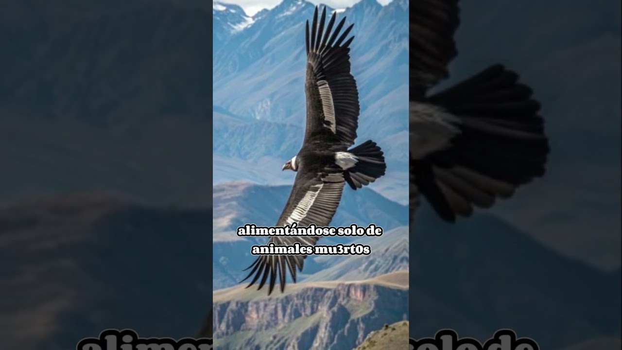 🦅 El guardián inmortal de los Andes: más que un ave, un mito vivo
