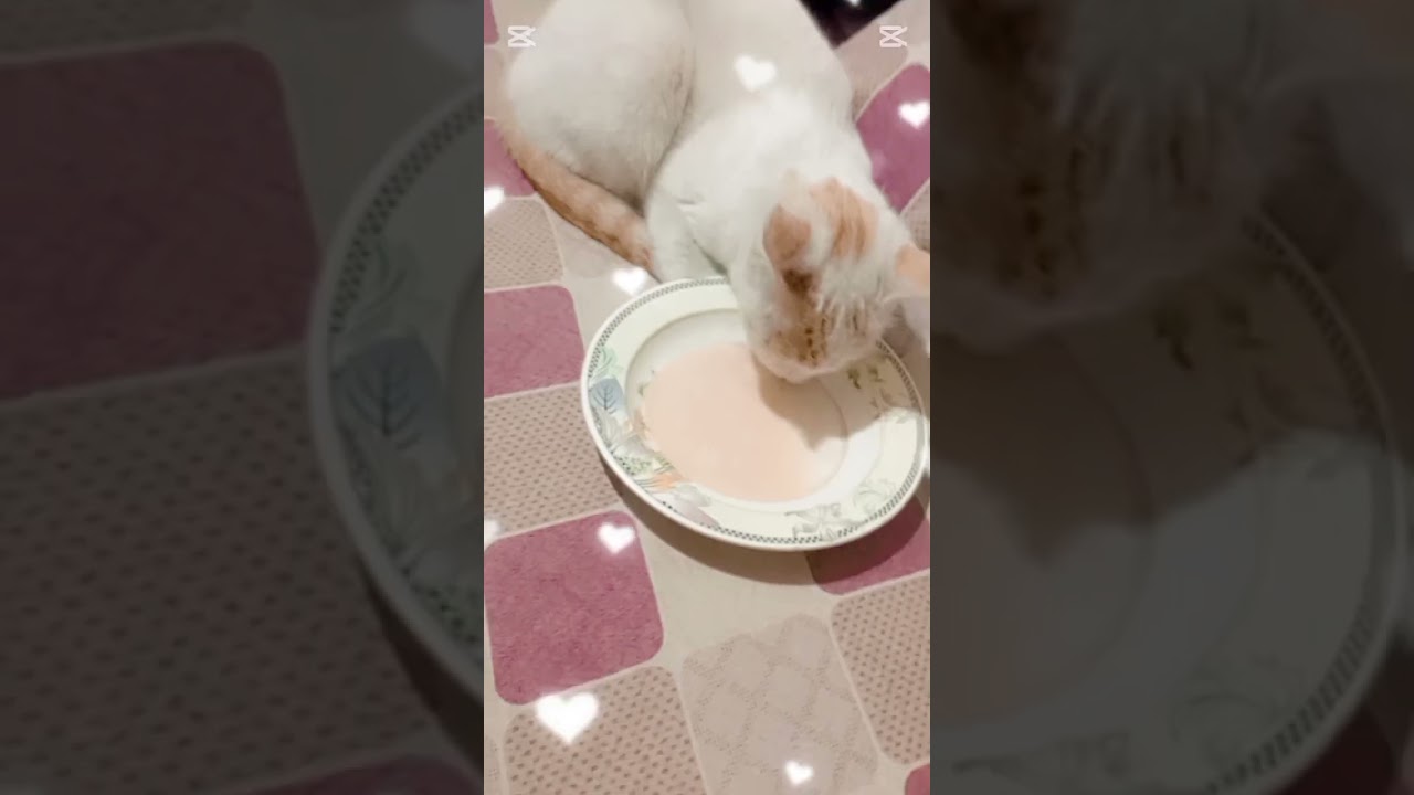 For cat's🐱Lovers❤