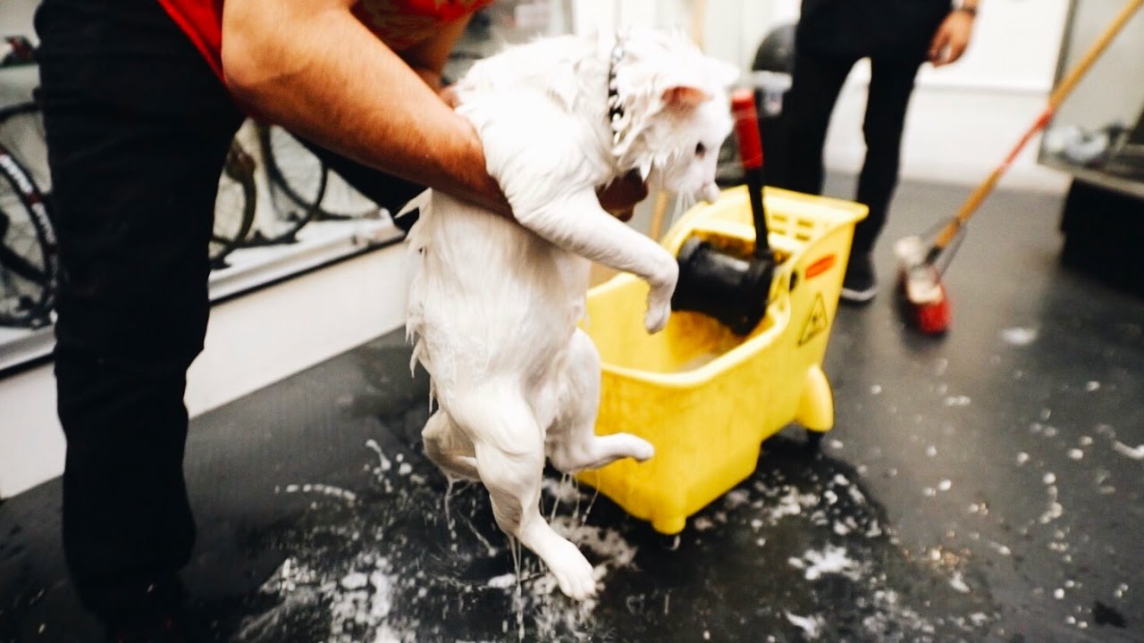 BORDERLINE ANIMAL CRUELTY!