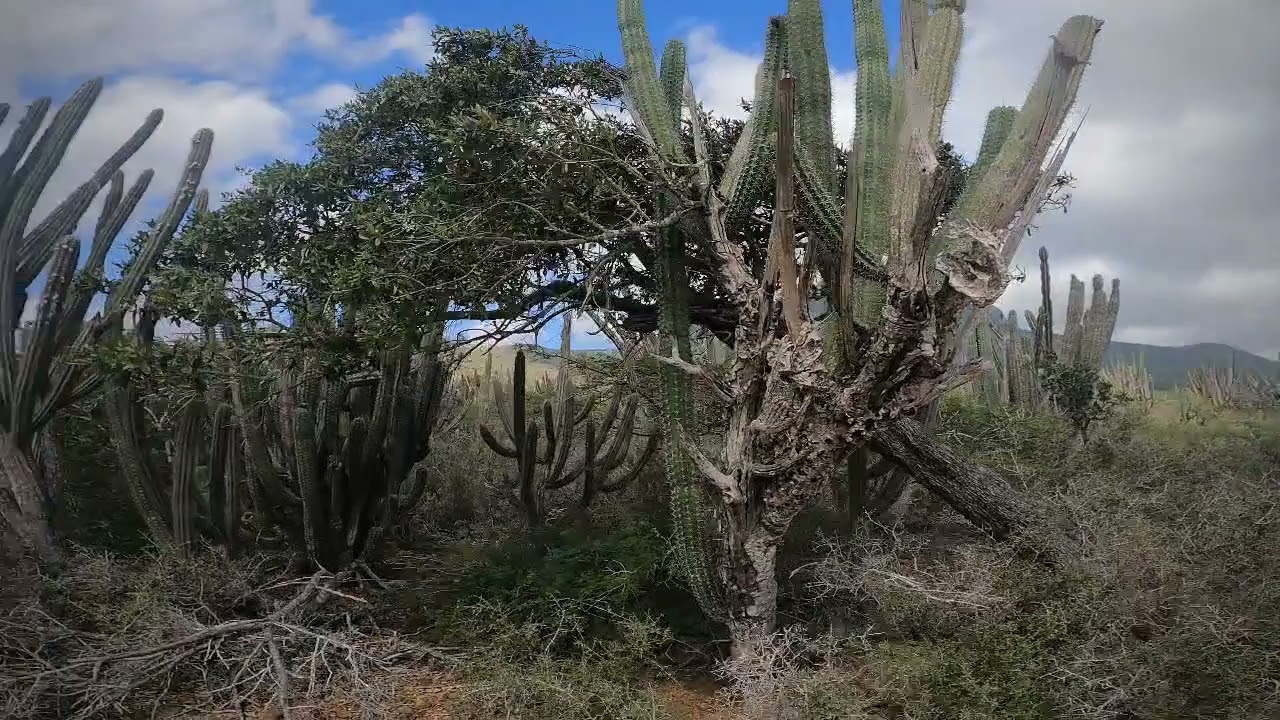 Backyard Ultra Paraguana 2021 (Venezuela)