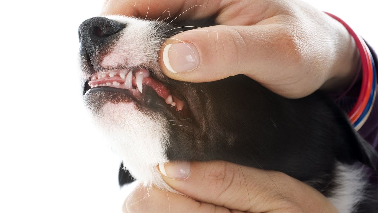 How to Help a Puppy Who's Teething | Puppy Care
