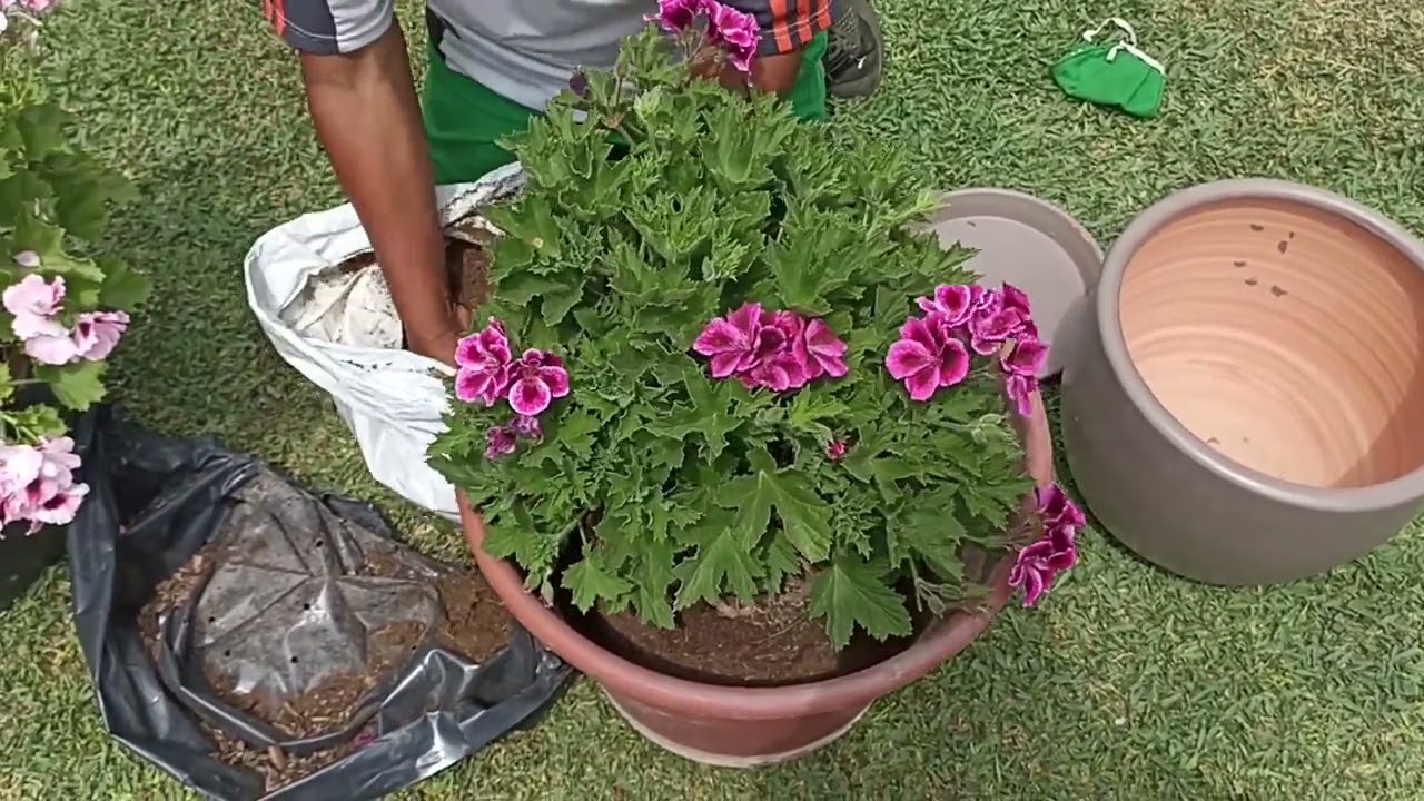 Características del Pelargonio o Geranio del pensamiento