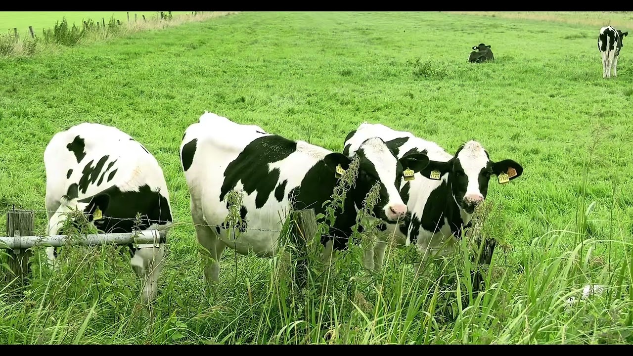 Awareness to small scale farmer/ teat dip use 