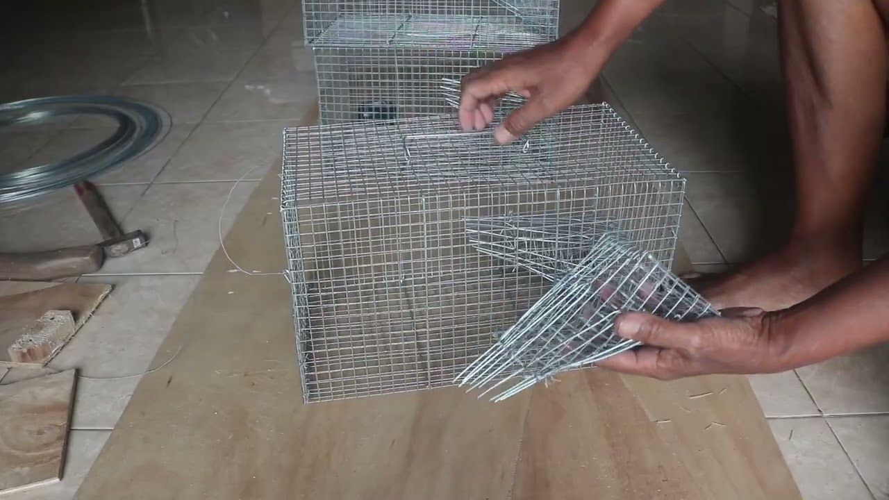 Bubu perangkap tikus untuk pengendalian hama tikus sawah aman dan efektif