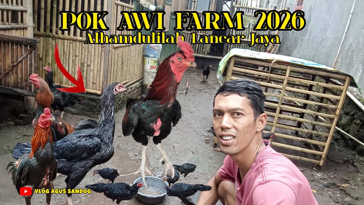 SPIL AMUNISI POK AWI FARM TERBARU 2026❗ADA PACK ANDALAN & BETINA ANDALAN. 