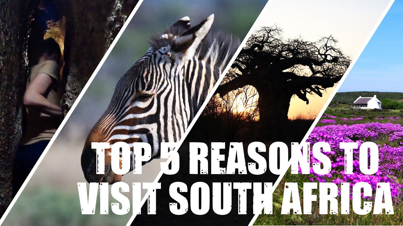 Top 5 Reasons why you should visit South Africa