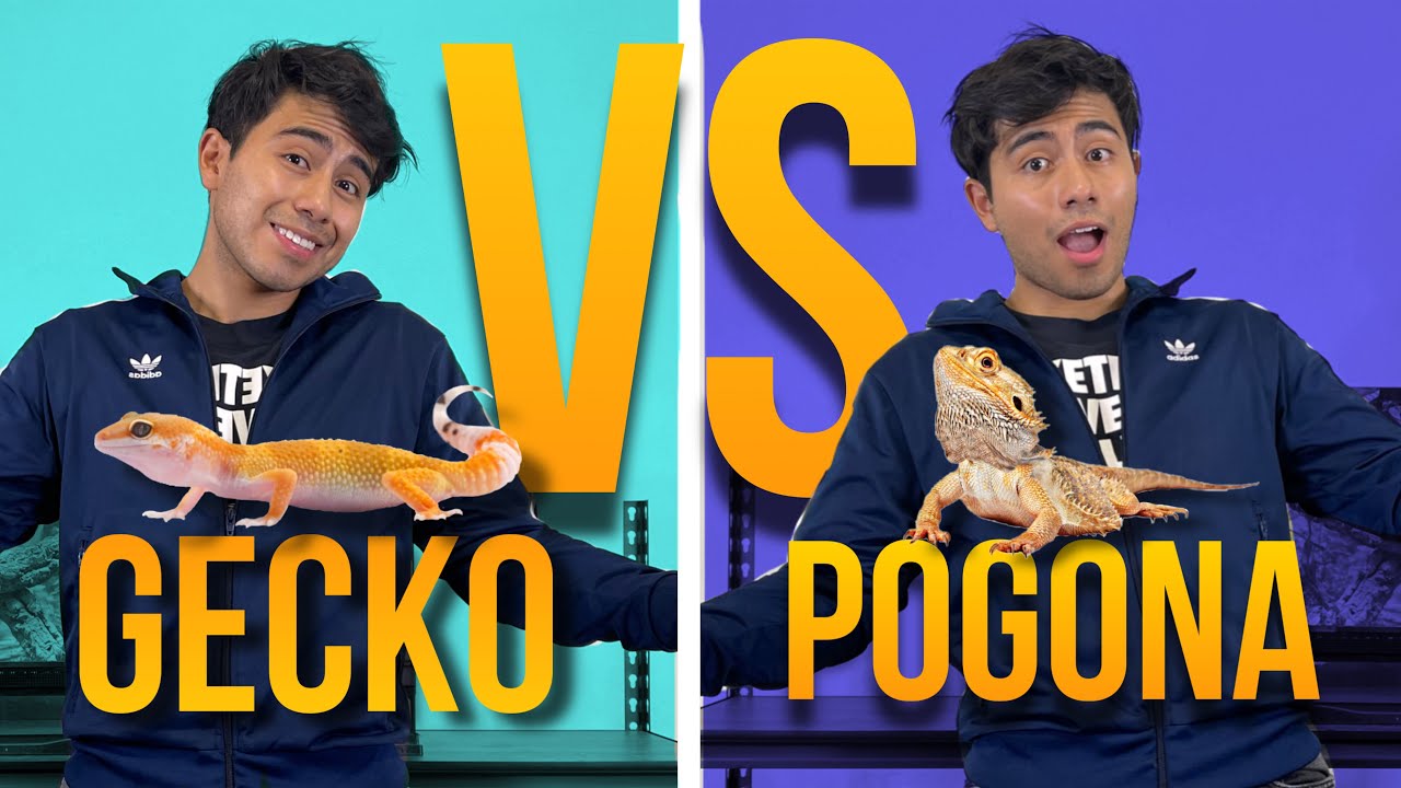 CUAL ES EL MEJOR REPTIL PARA PRINCIPIANTES?? I GECKO LEOPARDO VS POGONA