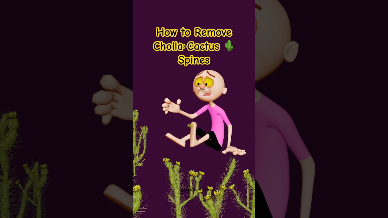 Как удалить колючки кактуса чолла