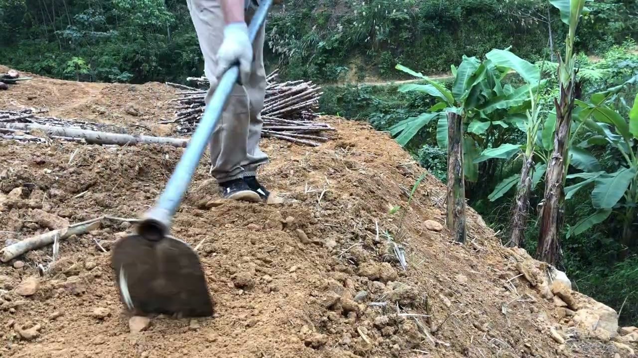 a protective fence out of cassava plants; the leaves and tubers can be harvested for food