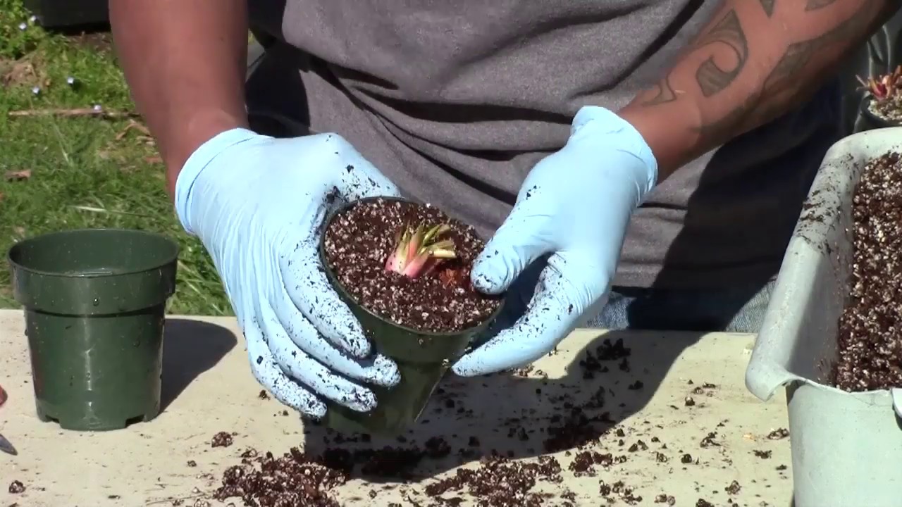 Potting Sarracenia Rhizome Divisions