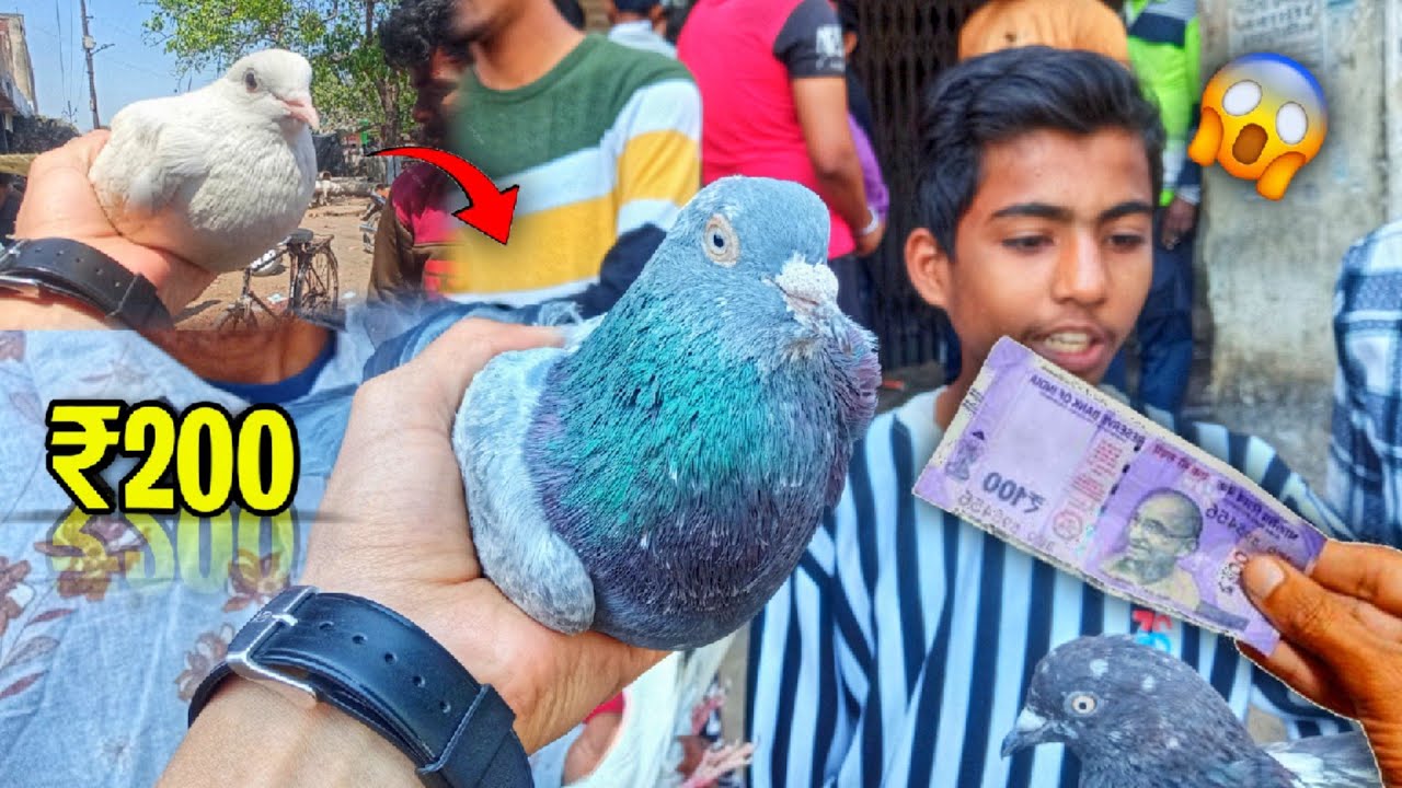 Sabse Sasti Kabootar Market | कानपुर कबूतर मार्किट ₹200 Se Shuruwat