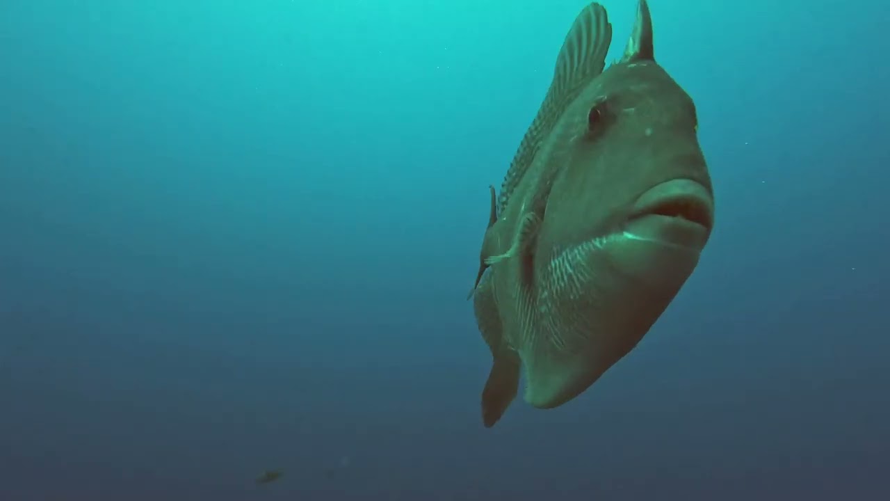 Madeira - Diving around Corveta Afonso Shipwreck