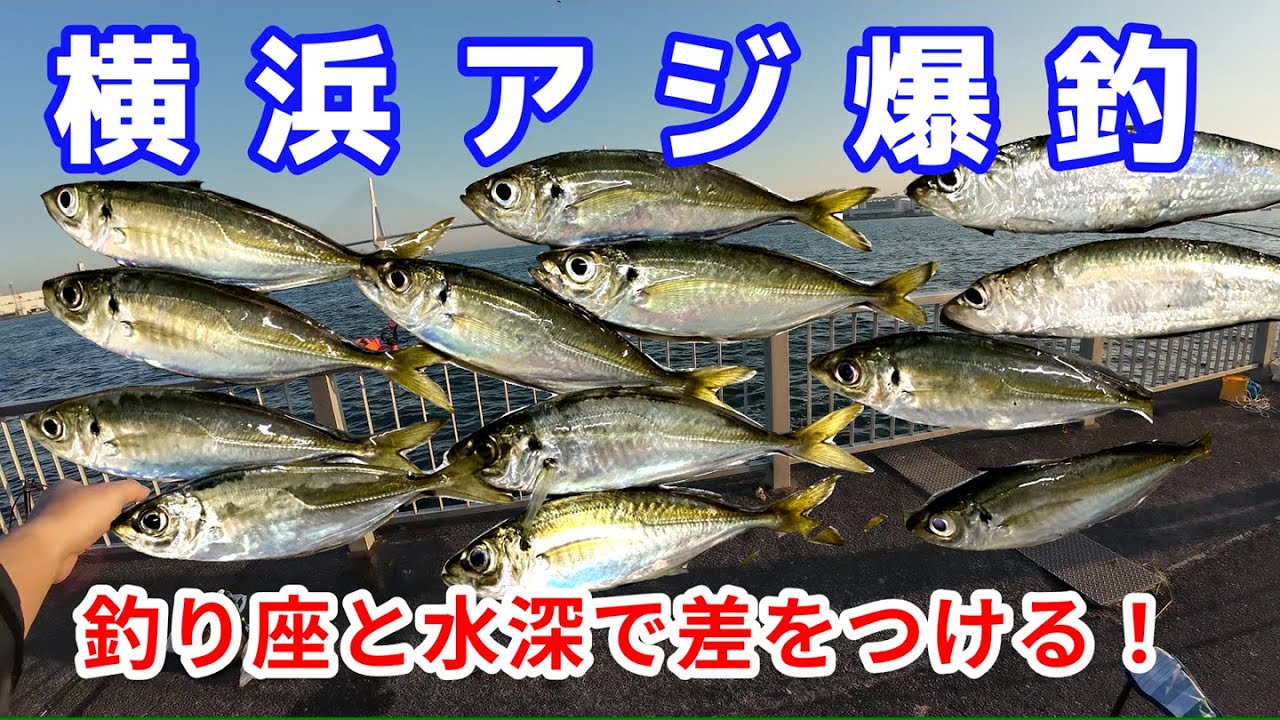 【アジ・イワシ】悪い潮周りでもしっかり釣果！アジがいないんじゃない、釣り方が間違っているんだ！珍ニュース（イワシ界隈）もあり！ #釣り #横浜 #神奈川  #サビキ #トリックサビキ 