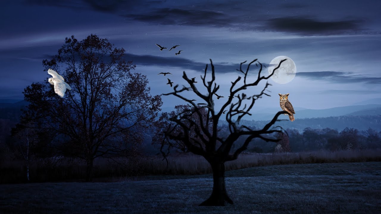 SOM DO PÂNTANO AO ANOITECER, BARULHO NOTURNO PARA RELAXAR A MENTE E DORMIR RAPIDAMENTE😴SWAMP SOUND🌳