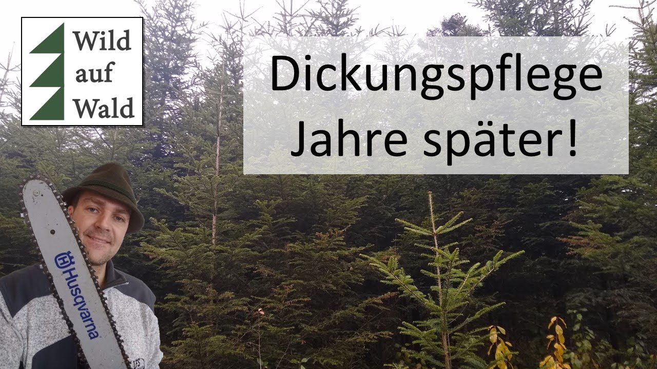 🌲Extremes Baumwachstum bringt Geld! #wildaufwald