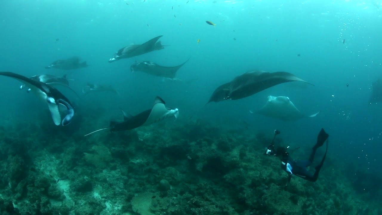 Sea Hero Andrea Marshall