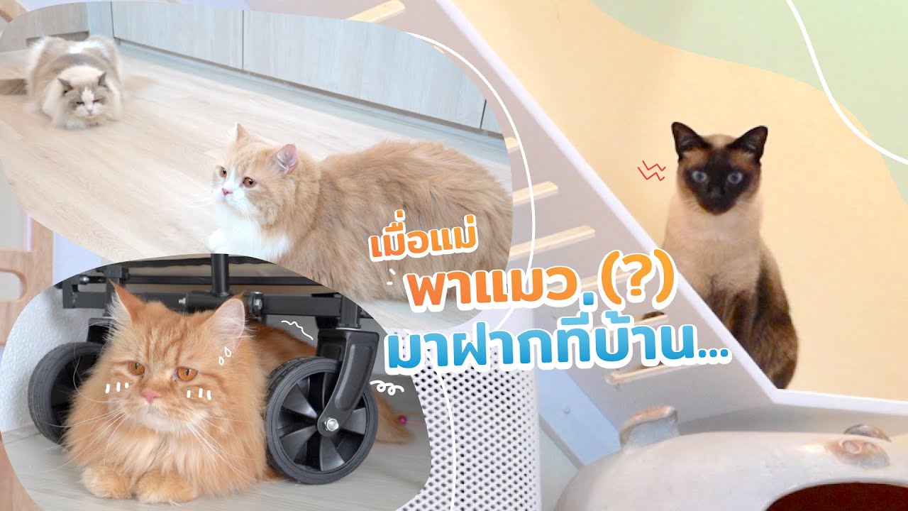 เมื่อแม่พาแมว (?) มาฝากที่บ้าน