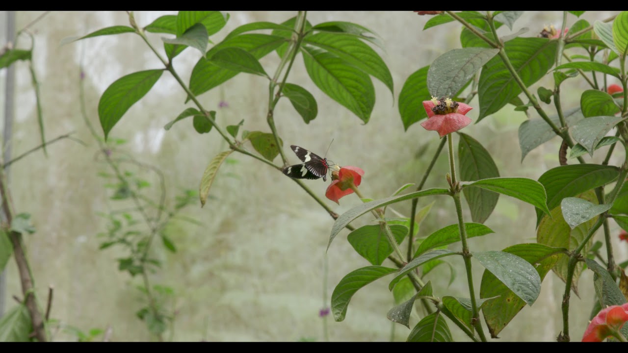 Heliconius doris -  Male Butterfly