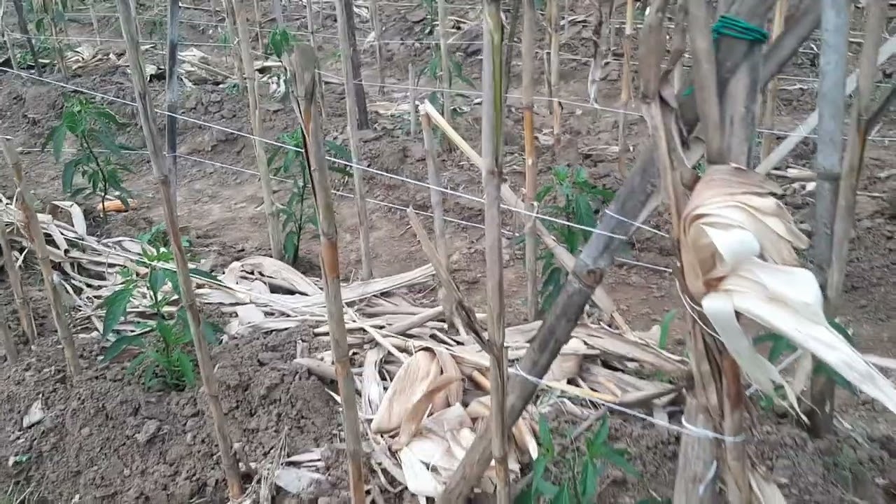 cara mudah tanam tomat di selah jagung