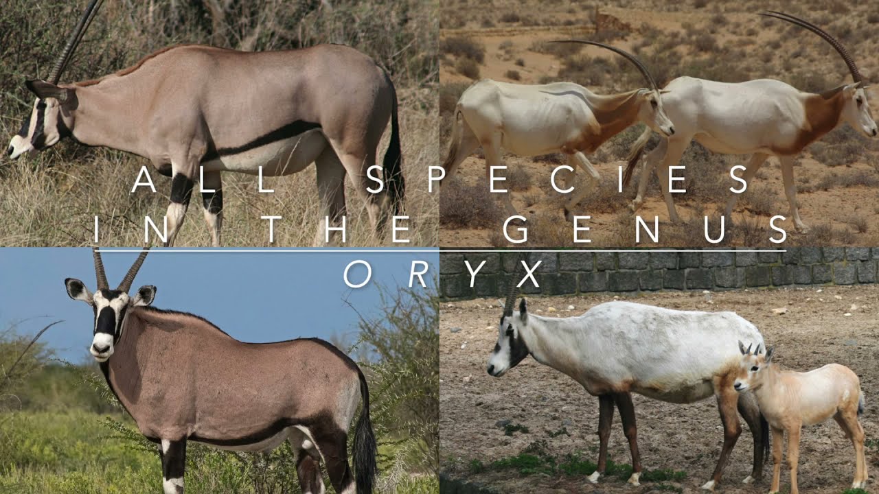 All Species In The Genus - Oryx