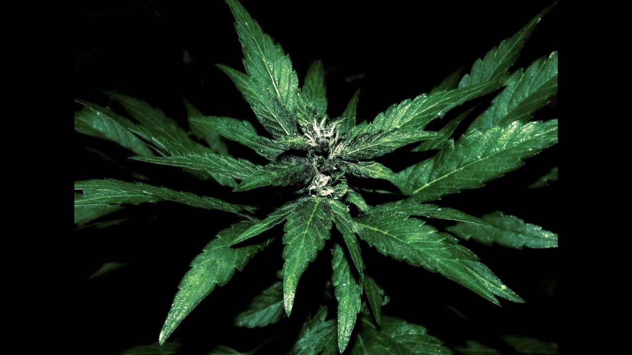 Grey Killer - Magic Weed