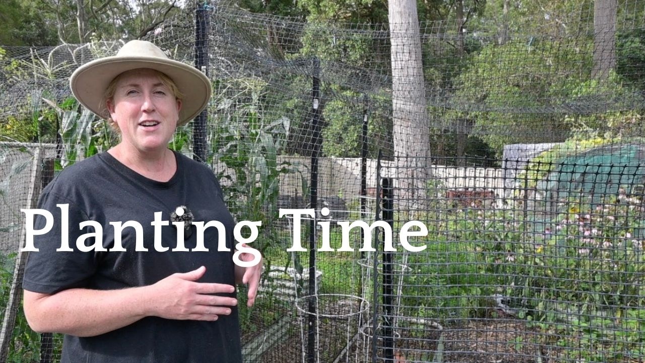 Finishing up the berry beds before baby arrives