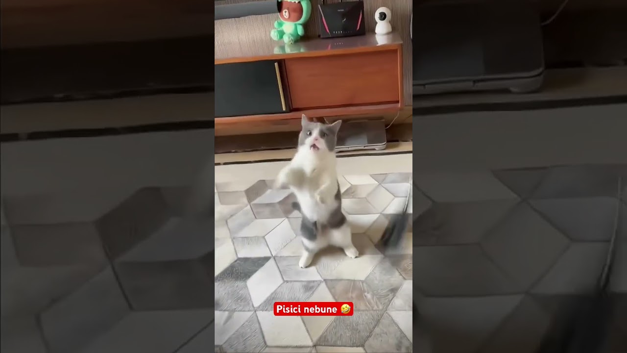 Pisici nebune #shots