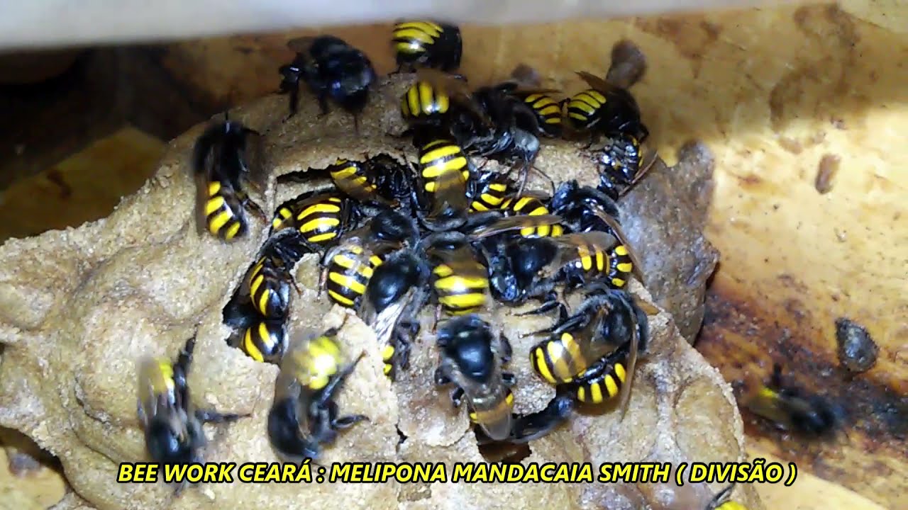 DIVISÃO DE MANDAÇAIA DA CAATINGA ( PRINCESA LUTANDO PELA SOBREVIVÊNCIA )