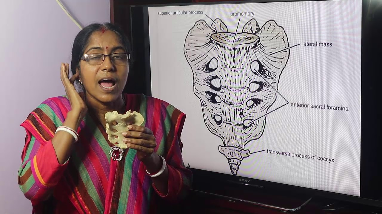 Lecture On Sacrum