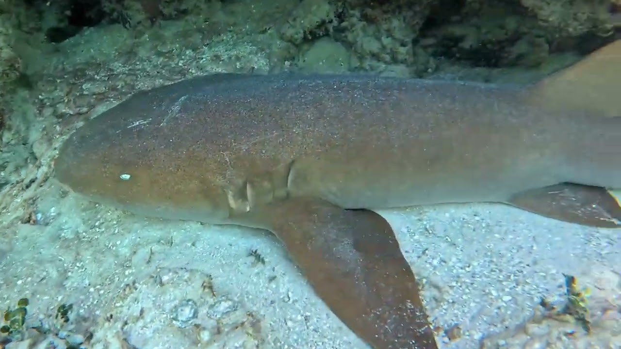 2026.01.25 Snorkeling in Mexico (Puerto Morelos)