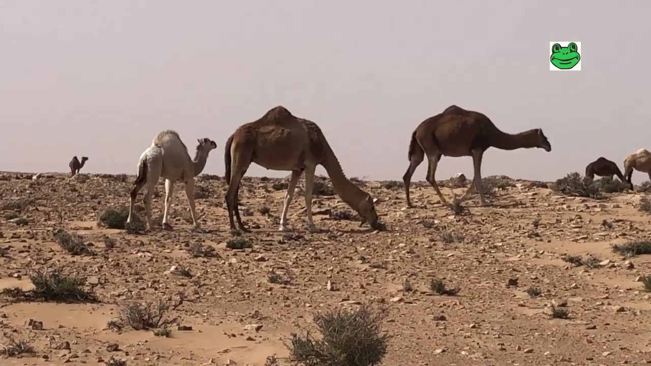 20 Marokko 26 Tarfaya   Tah   Draa   Guelmim
