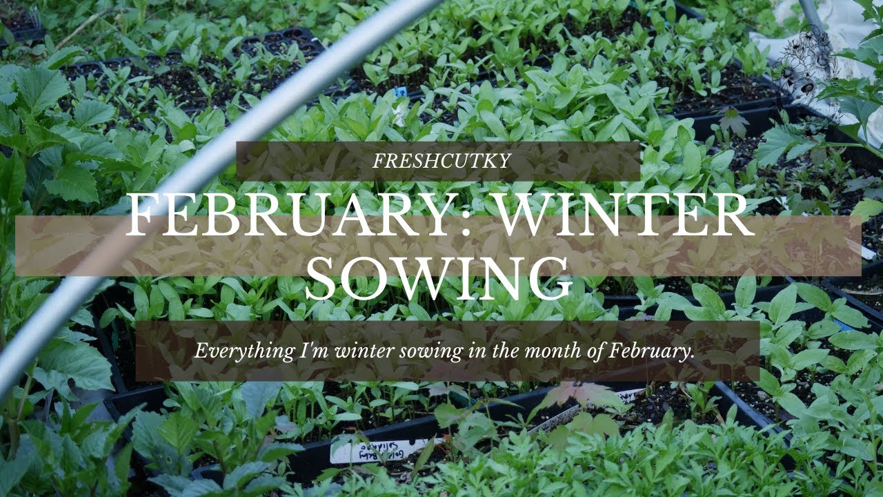 WINTER SOWING IN FEBRUARY: Winter Sowing Hardy Cut Flower Seeds - What I'm Planting in February