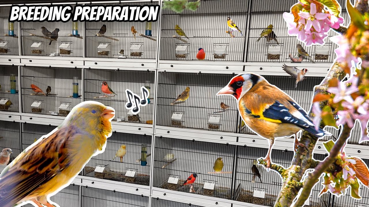 Conditioning Finches & Canaries for Breeding