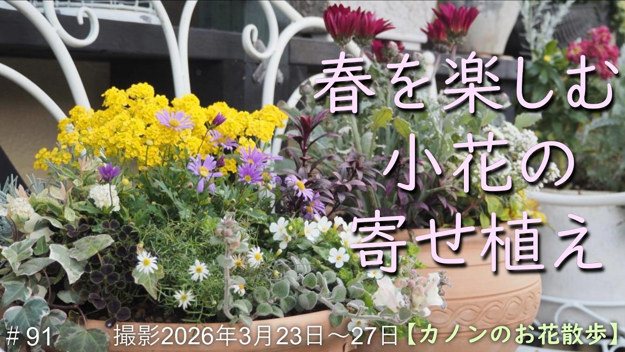 ＃91 ウッドデッキに飾った美しい多くの寄せ植え　小花を使って春色の寄せ植えをアレンジ