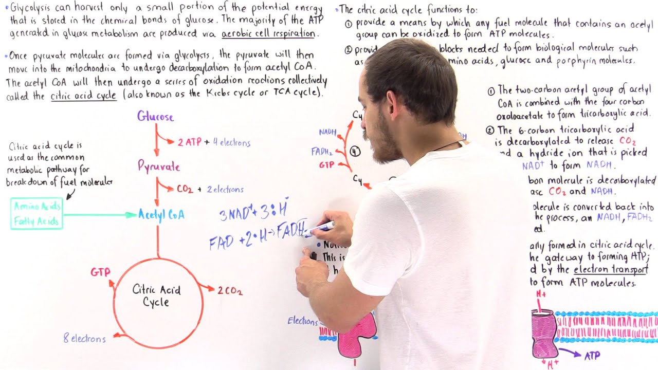 Introduction to Citric Acid Cycle
