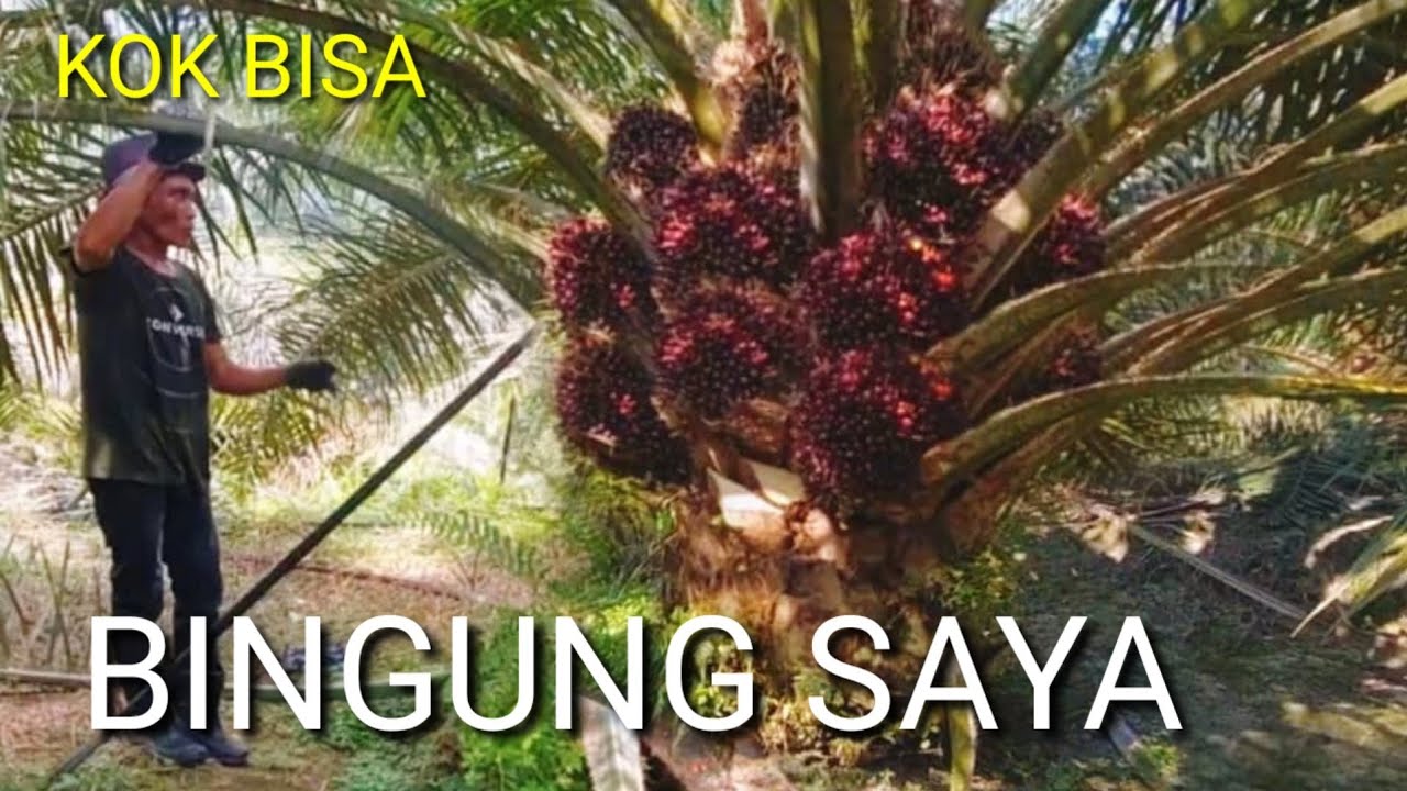 panen sawit disini tidak banyak aturan cara panen sawit paling mudah dan cepat disukai pemanen sawit