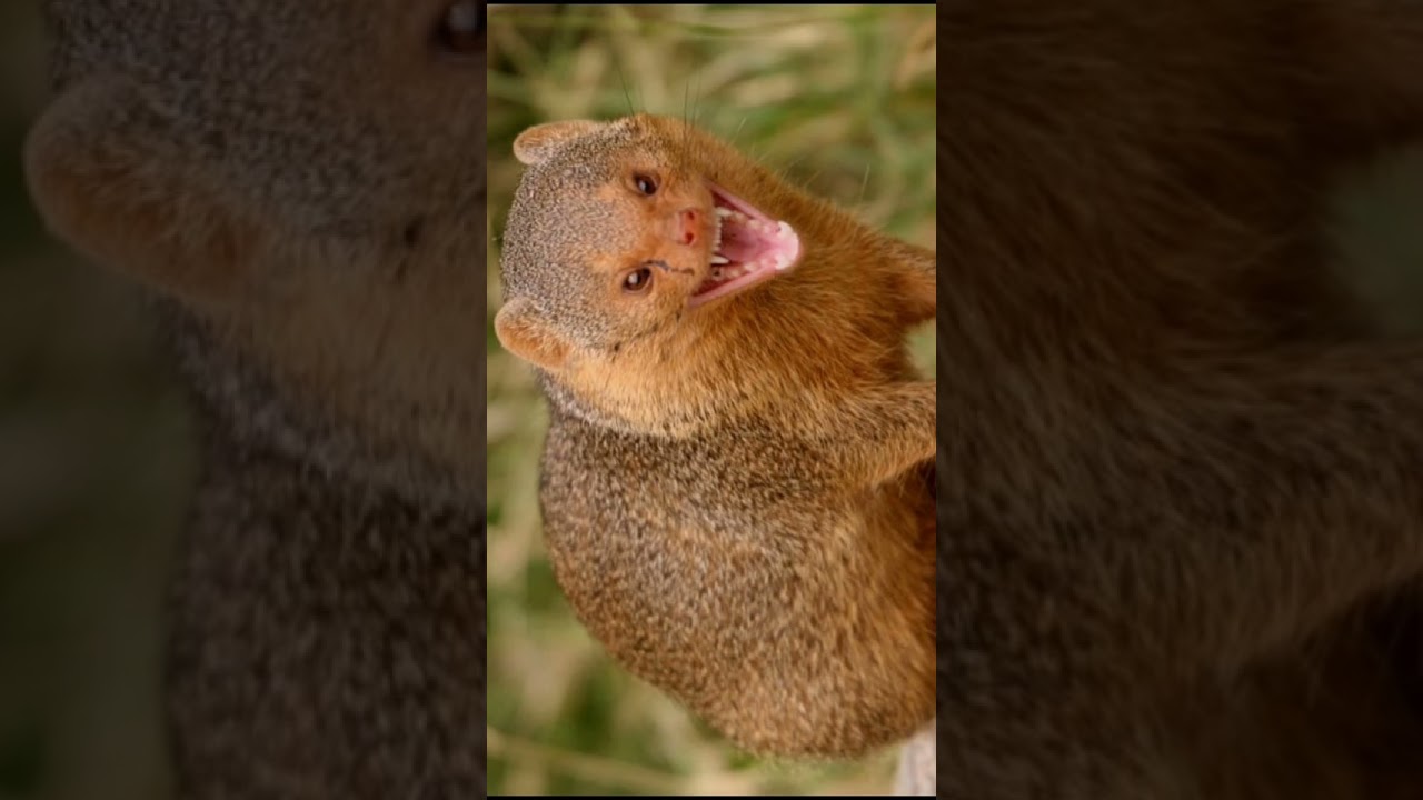Mongoose sound