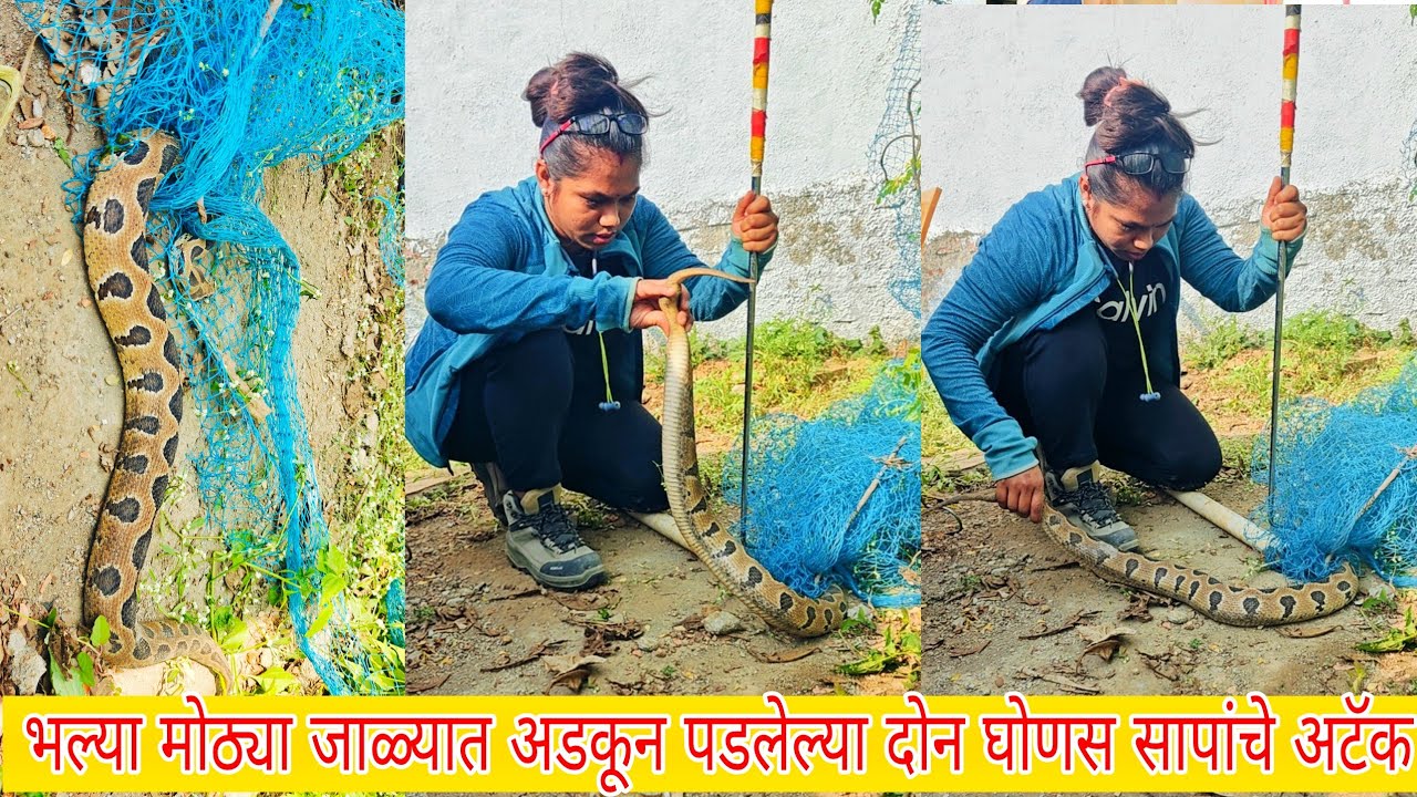 😱😱बापरे जाळीत अडकलेल्या भल्या मोठ्या दोन घोणस साप 🐍 पाहा कशा अंगावर अटॅक करत होत्या😳😳