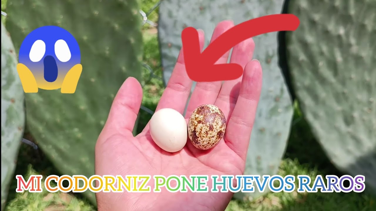 Mi codorniz puso un huevo blanco 😱 se le acabó la tinta 🤭 abrimos huevitos de codorniz 😱