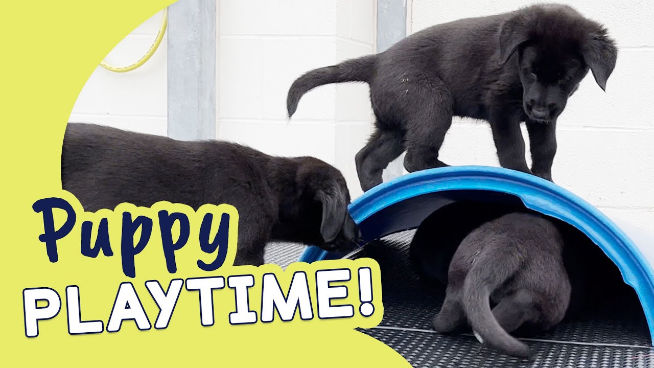 Join Our Puppies for a Play Session! | Guide Dogs Puppy Playtime