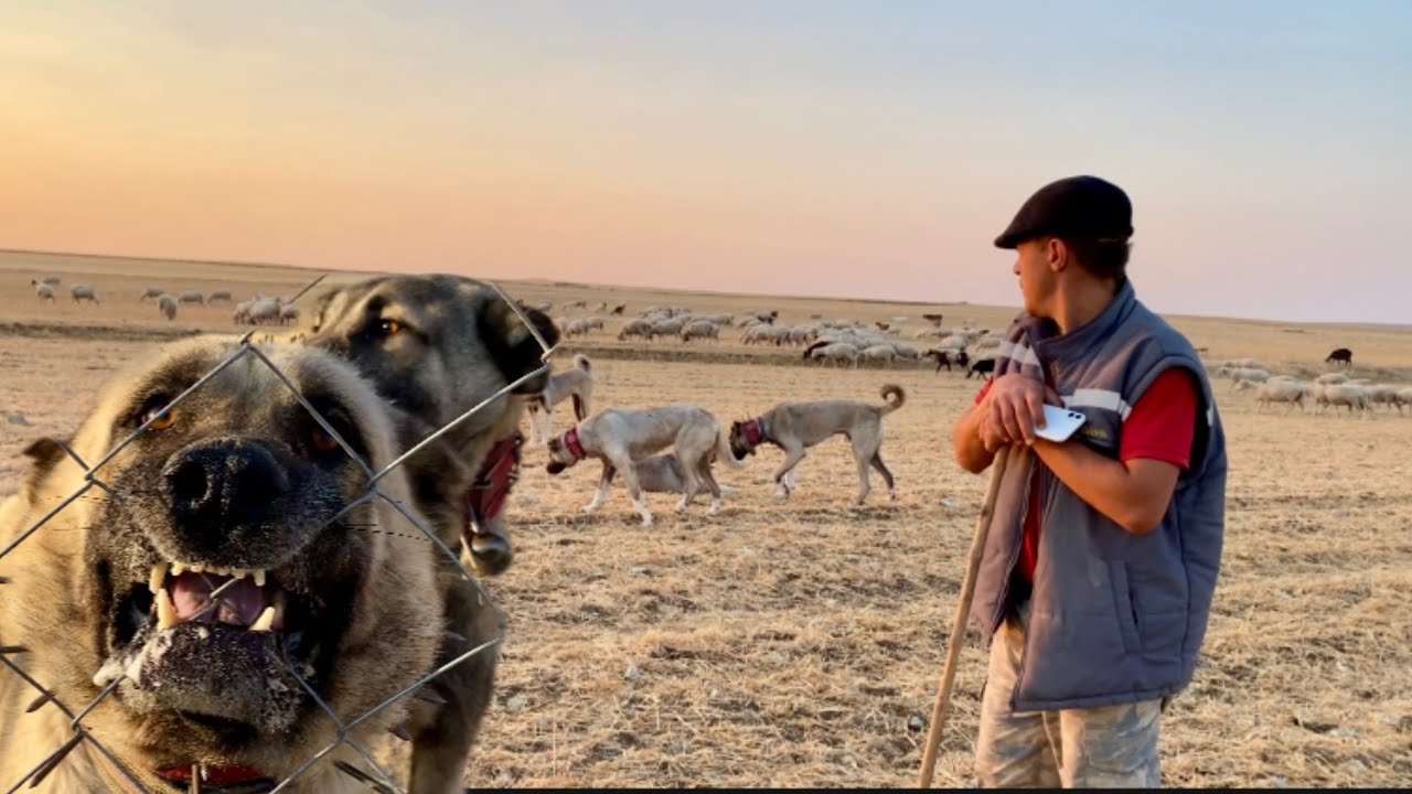 AZGIN KÖPEKLERİ İLE GENÇ ÇOBAN EMİRHAN 