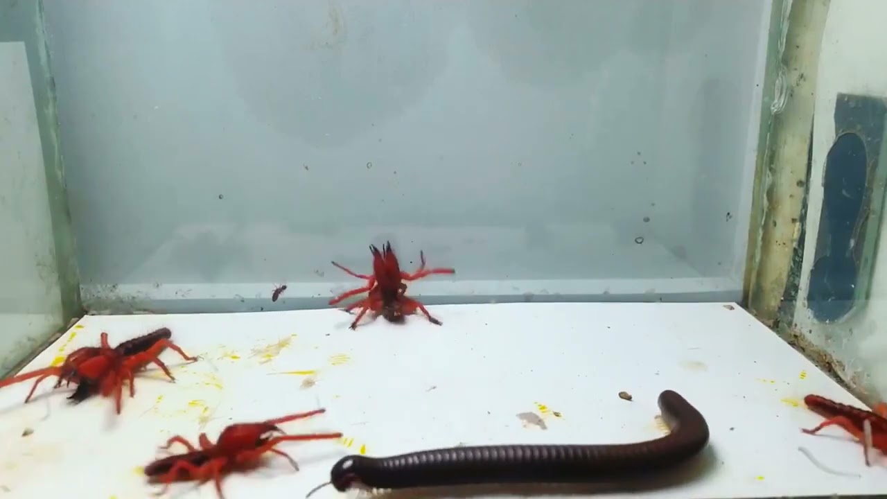 Pacman Frogs Eating every animal #short #asianbullfrogeatsbird #bullfrogvssnake #entertainment