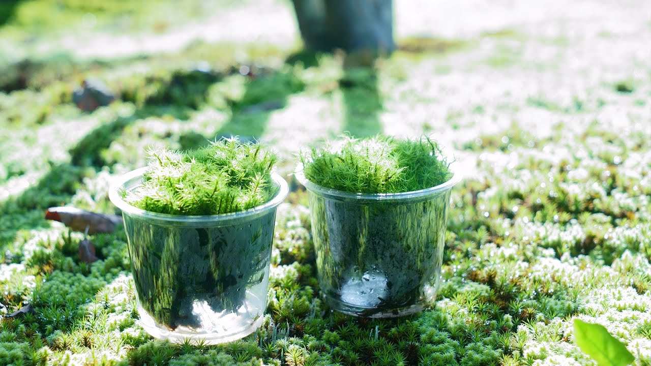 苔ビジネスで年収3000万円？ウハウハ苔農家がタマゴケの発送作業をしながら苔ビジネスのリアルガチを教えます