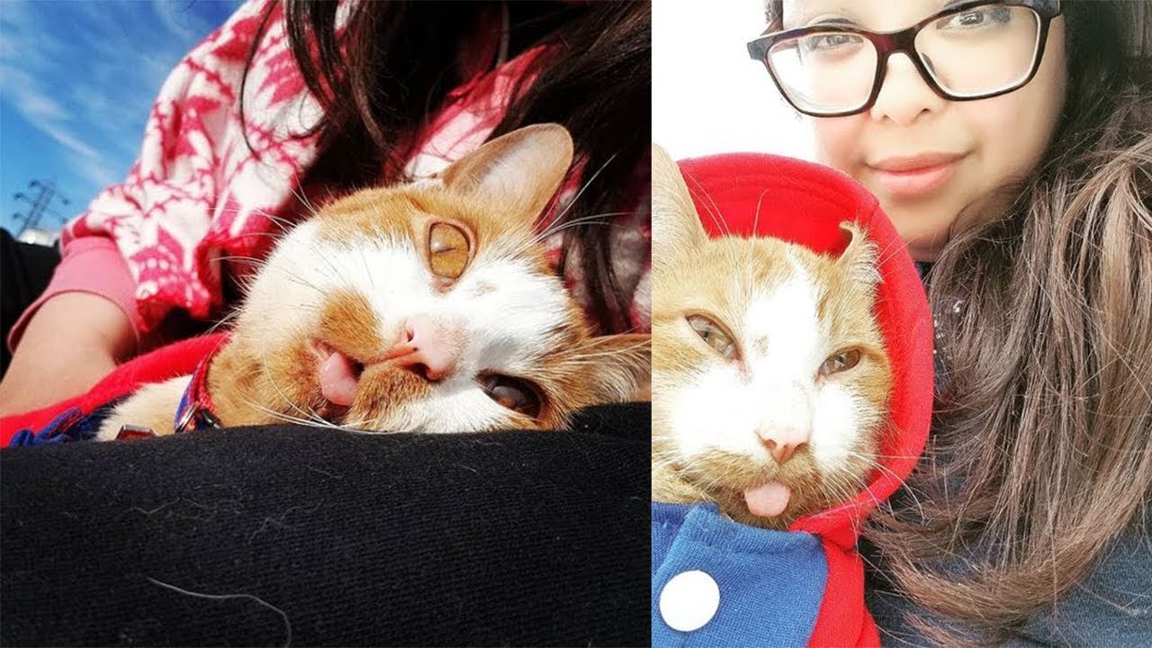 The amazing family adopted a cat who was born with cerebellar hypoplasia
