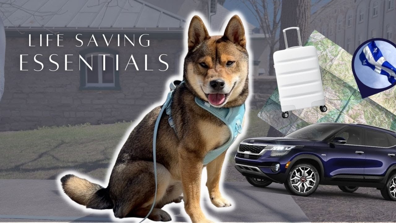 ROAD TRIP with a SHIBA INU 🚙 5 THINGS YOU NEED for your dog