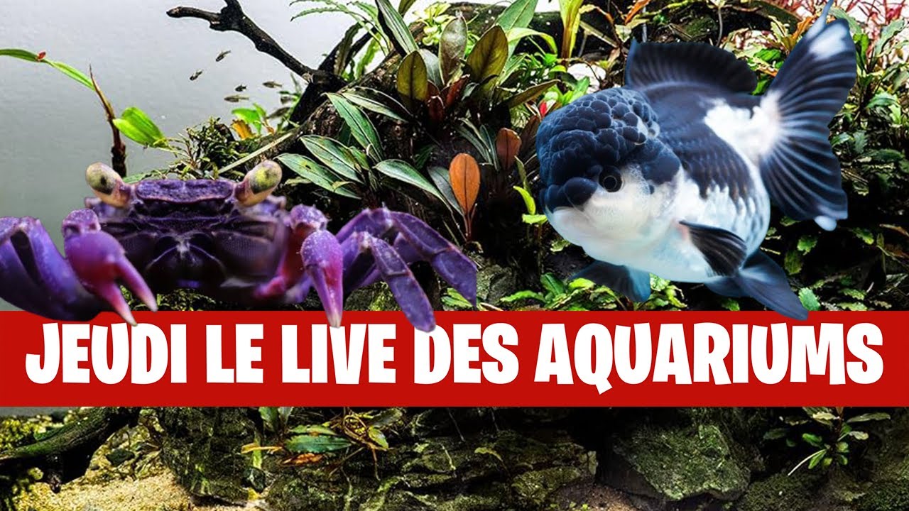 🔴 LIVE AQUARIUM – Vos bacs passent à la loupe ce soir ! 🔍🌿🐟🦐